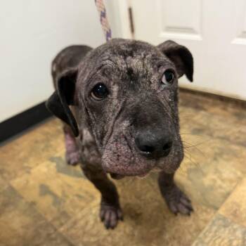 Pierogi -  Pit Bull Terrier Dog for Adoption in Columbia, South Carolina - Pierogi | PetCurious