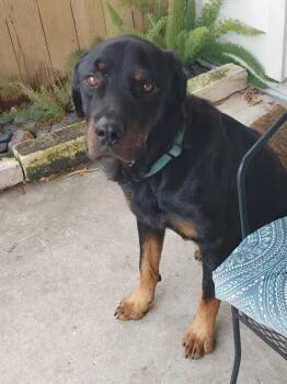 Rottweiler Dogs Available for Adoption - Dexter | PetCurious