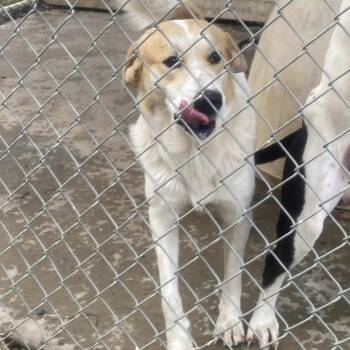 Rescue Mixed Breed Dogs for Adoption in Huntington, West Virginia - Lestat Stray Hold 11/1 | PetCurious