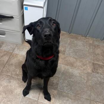 Black Labrador Retriever Dogs Available for Adoption in Homer, New York - Bow | PetCurious