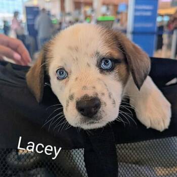 Lacey (20260627-12) -  Labrador Retriever Dog for Adoption in Niagara Falls, Ontario - Lacey (20260627-12) | PetCurious
