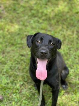 Rescue Mixed Breed Dogs for Adoption in Groveland, Massachusetts - Twilight | PetCurious