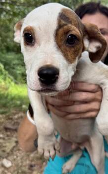 Coal -  Pit Bull Terrier and Mixed Breed Dog for Adoption in Little Rock, Arkansas - Coal | PetCurious
