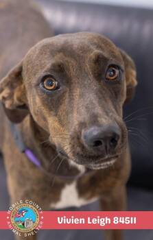 Vivien Leigh -  Labrador Retriever Dog for Adoption in Mobile, Alabama - Vivien Leigh | PetCurious