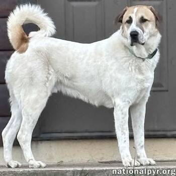 Rescue Great Pyrenees Dogs for Adoption in Beacon, New York - Buster In VA - Energetic Love-Bug! | PetCurious