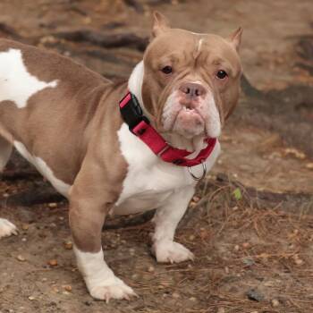 Mixed Breed Dogs Available for Adoption in Philadelphia, Pennsylvania - Shortstop Romy | PetCurious