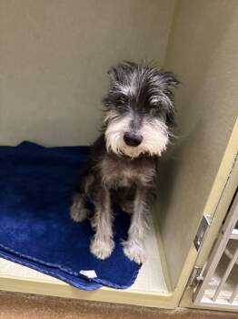 Miniature Schnauzer Dogs Available for Adoption in Broken Arrow, Oklahoma - Lu Dort | PetCurious
