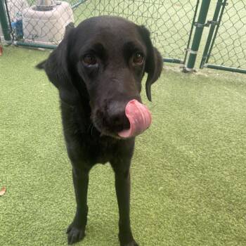 Tank 7167 -  Black Labrador Retriever and Mixed Breed Dog for Adoption in Loxahatchee Groves, Florida - Tank 7167 | PetCurious