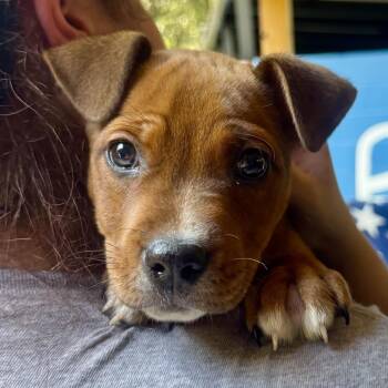Bolin -  Mixed Breed Dog for Adoption in Decatur, Georgia - Bolin | PetCurious
