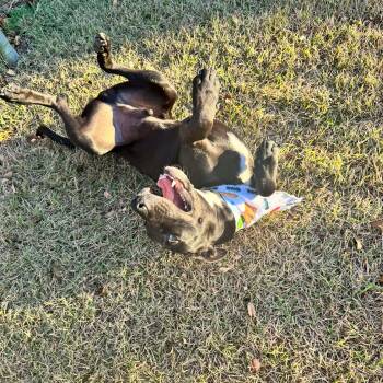 Black Labrador Retriever Dogs Available for Adoption - Max | PetCurious