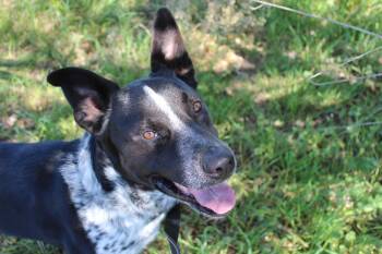 Rescue Australian Cattle Dog Blue Heeler Dogs for Adoption in Seguin, Texas - Rip Wheeler | PetCurious