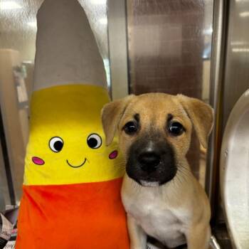Rose -  Shepherd and Terrier Dog for Adoption in Birmingham, Alabama - Rose | PetCurious