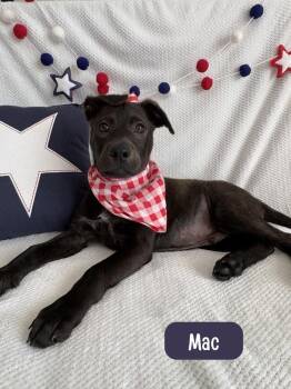 Labrador Retriever Dogs Available for Adoption in Sedalia, Colorado - Mac | PetCurious