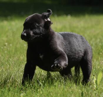 Nikolai -  Labrador Retriever and German Shepherd Dog Dog Available for Adoption in Mechanicsburg, Pennsylvania - Nikolai | PetCurious