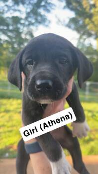 Athena -  Great Dane and Great Pyrenees Dog for Adoption in Chambersburg, Pennsylvania - Athena | PetCurious
