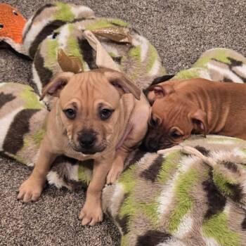 Boxer Dogs Available for Adoption in Wadena, Minnesota - Pinecone | PetCurious