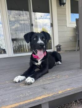 Tori -  Cattle Dog and Mixed Breed Dog for Adoption in Denver, Colorado - Tori | PetCurious