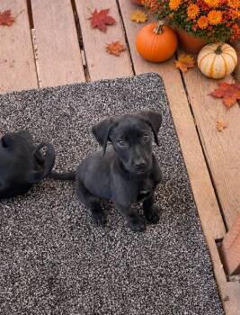 Gene -  Flat Coated Retriever Dog for Adoption in Midway, Utah - Gene | PetCurious