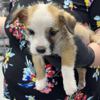 Ronaldo -  Terrier Dog for Adoption in Marble, North Carolina - Ronaldo | PetCurious