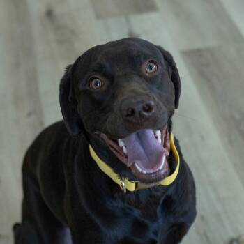 Mystic -  Mastiff and Chocolate Labrador Retriever Dog for Adoption in Idaho Falls, Idaho - Mystic | PetCurious