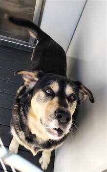 SUNDANCE -  Siberian Husky Dog for Adoption in Casper, Wyoming - SUNDANCE | PetCurious