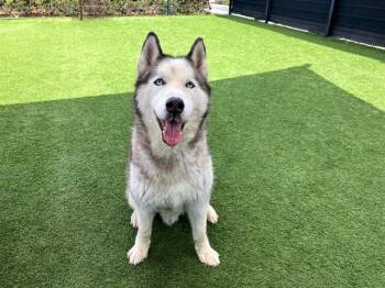 COCO -  Siberian Husky Dog for Adoption in Tustin, California - COCO | PetCurious