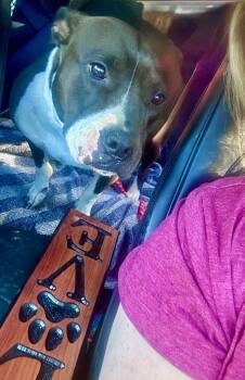 American Staffordshire Terrier and Pit Bull Terrier Dogs Available for Adoption in Princeton, Massachusetts - Magnolia | PetCurious