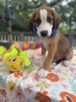 John Boy -  Labrador Retriever and Australian Shepherd Dog for Adoption - John Boy | PetCurious