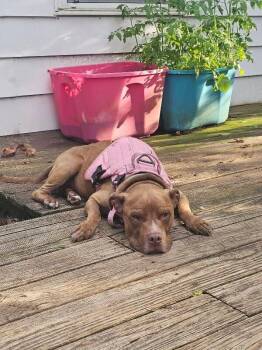 Omelette -  Mixed Breed Dog for Adoption in Cincinnati, Ohio - Omelette | PetCurious