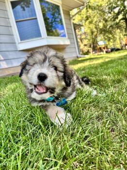 Bennet -  Retriever and Poodle Dog for Adoption in Minneapolis, Minnesota - Bennet | PetCurious