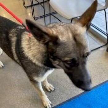 YORK-Stray-15916_2 -  German Shepherd Dog Dog for Adoption in York, Pennsylvania - YORK-Stray-15916_2 | PetCurious