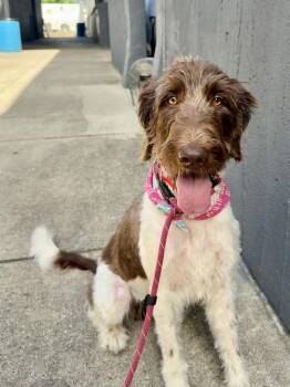 Annie Oakley -  German Wirehaired Pointer and Poodle Dog for Adoption in Chattanooga, Tennessee - Annie Oakley | PetCurious