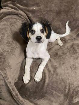 Cello -  Spaniel Dog for Adoption in Oakland, California - Cello | PetCurious