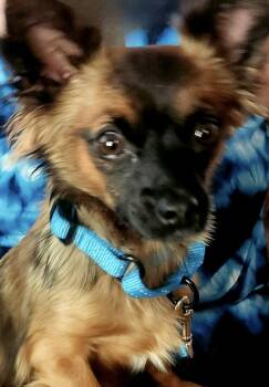 Tara -  Papillon and Chihuahua Dog for Adoption in Rancho Cucamonga, California - Tara | PetCurious