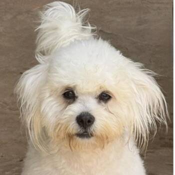 ANNABELLE -  Shih Tzu and Poodle Dog for Adoption in Houston, Texas - ANNABELLE | PetCurious