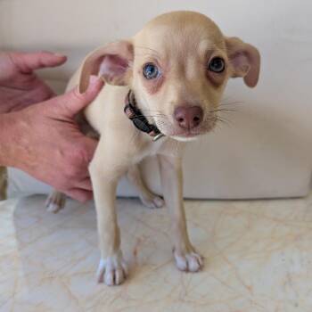 Chiweenie Dogs Available for Adoption in Las Vegas, Nevada - Min-ho | PetCurious
