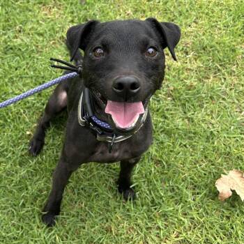 Mackie -  Patterdale Terrier Fell Terrier Dog for Adoption in Huntington Beach, California - Mackie | PetCurious