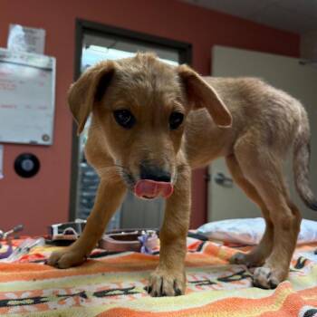 Sandy -  Shepherd and Mixed Breed Dog for Adoption in Flagstaff, Arizona - Sandy | PetCurious