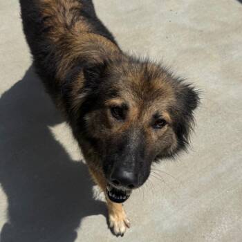 Katie -  Shepherd Dog for Adoption in Birmingham, Alabama - Katie | PetCurious