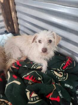 Shabby -  Maltese and Terrier Dog for Adoption in Severance, Colorado - Shabby | PetCurious