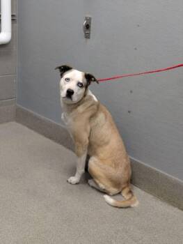 LULU -  Siberian Husky and Mixed Breed Dog for Adoption in Las Vegas, Nevada - LULU | PetCurious