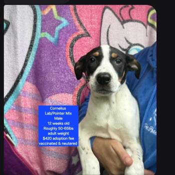 Labrador Retriever and Pointer Dogs Available for Adoption in Oviedo, Florida - Cornelius  | PetCurious