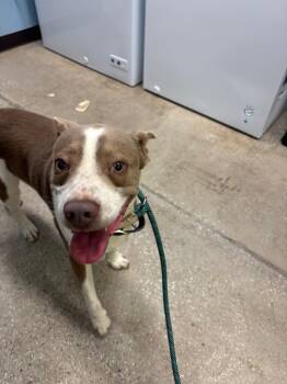 Mixed Breed and American Staffordshire Terrier Dogs Available for Adoption in Burnsville, North Carolina - Alabama | PetCurious