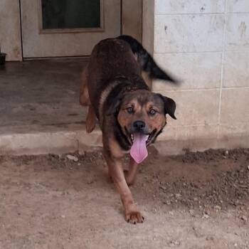 JUNIOR 3407 -  Rottweiler and Shepherd Dog for Adoption in Loxahatchee Groves, Florida - JUNIOR 3407 | PetCurious