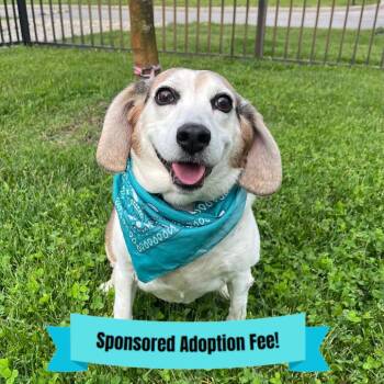 Sarah -  Beagle and None Dog for Adoption - Sarah | PetCurious