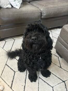 Crouton -  Cockapoo Dog for Adoption in New Orleans, Louisiana - Crouton | PetCurious