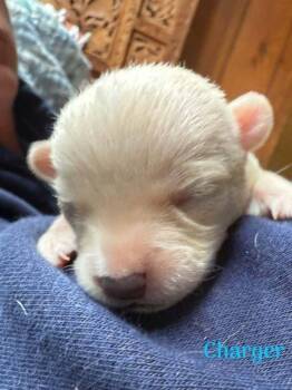 Charger (AL) -  Chihuahua Dog for Adoption in New York, New York - Charger (AL) | PetCurious
