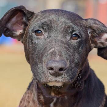 Pit Bull Terrier Dogs Available for Adoption in South Elgin, Illinois - Joshua | PetCurious