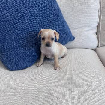 Tiny -  Chiweenie and Maltese Dog for Adoption in San Diego, California - Tiny | PetCurious
