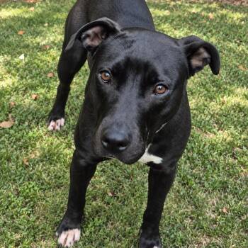 Queenie -  Pit Bull Terrier and Labrador Retriever Dog for Adoption in Roswell, Georgia - Queenie | PetCurious